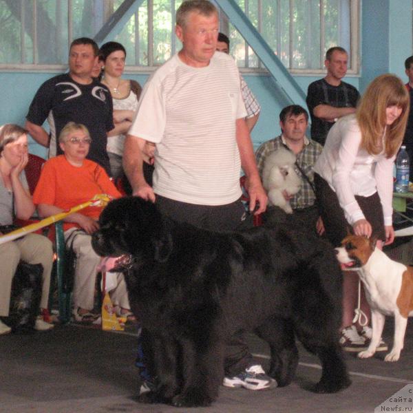 Фото: ньюфаундленд Закадычный Друг с Берега Дона (Zakadychny Dryg s Berega Dona)