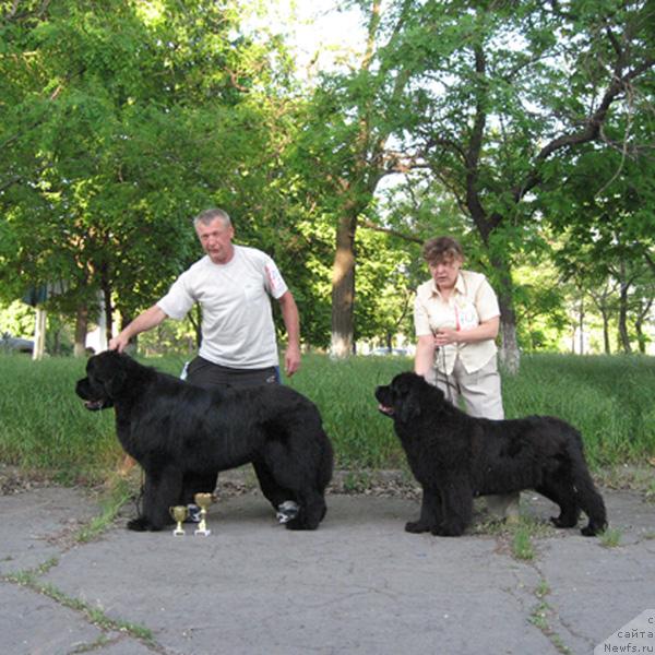 Фото: ньюфаундленд Закадычный Друг с Берега Дона (Zakadychny Dryg s Berega Dona), ньюфаундленд Кингова Дочь с Берега Дона (Kingova Doch s Berega Dona)