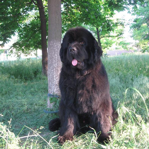 Фото: ньюфаундленд Винчес из Медвежьего Яра для Берега Дона (Vinces iz Medvejyego Yara Dlja Berega Dona)