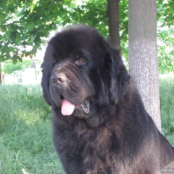 Фото: ньюфаундленд Винчес из Медвежьего Яра для Берега Дона (Vinces iz Medvejyego Yara Dlja Berega Dona)