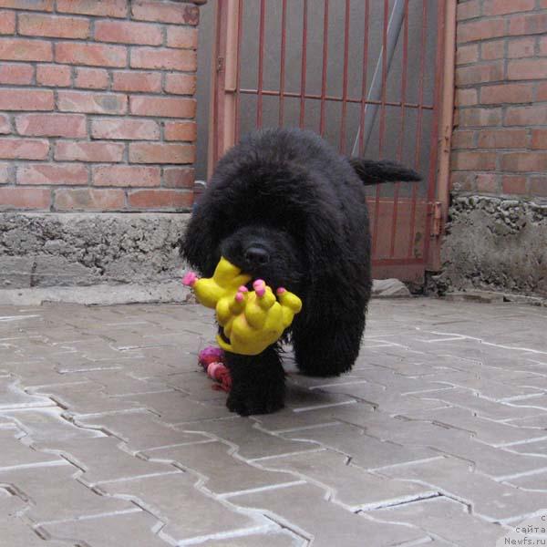 Фото: ньюфаундленд Истинный Кавалер с Берега Дона