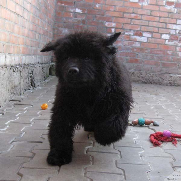 Фото: ньюфаундленд Истинный Кавалер с Берега Дона