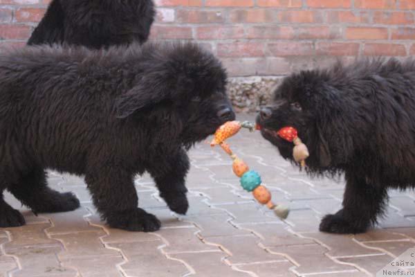Фото: ньюфаундленд Идеальный Парень с Берега Дона, ньюфаундленд Истинный Кавалер с Берега Дона