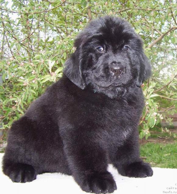 Фото: ньюфаундленд Акватория Келвин Индиана Джонс