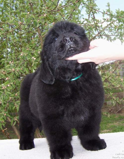 Фото: ньюфаундленд Акватория Келвин Индиана Джонс