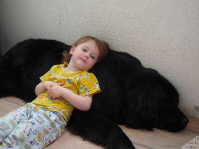 Фото: ньюфаундленд Акелло-Ланью 