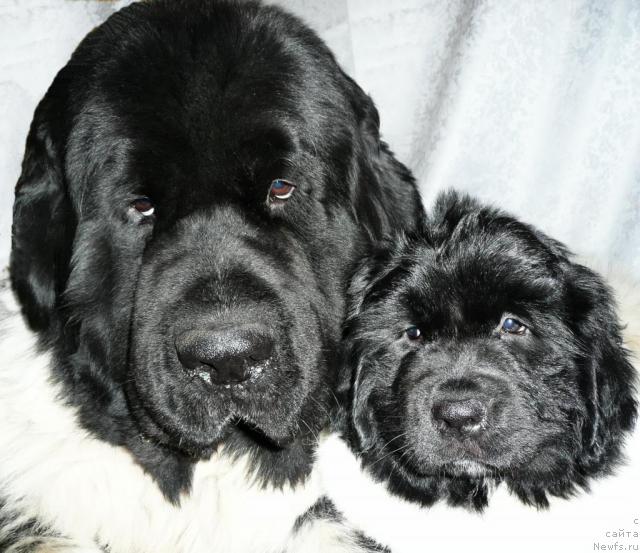 Фото: ньюфаундленд Супер Бизон Арго (Super Bizon Argo), и, ньюфаундленд Кипер Соул Елизавета