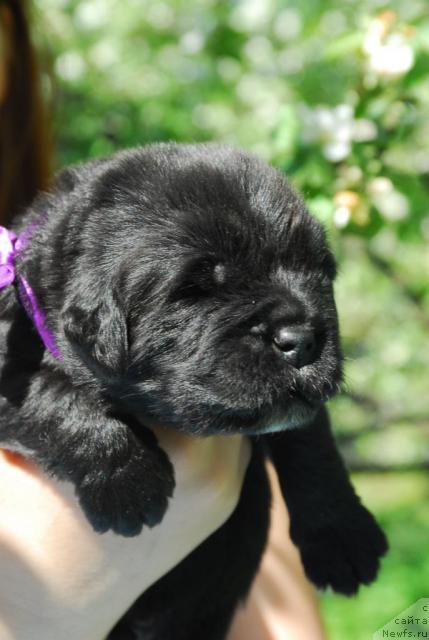 Фото: ньюфаундленд Сент Джонс Сиамэн (Sent Djons Seaman)