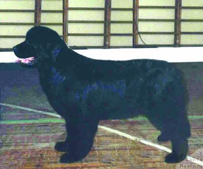 Фото: ньюфаундленд Черная Феерия Ноттэ Нэра