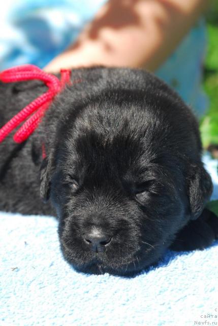 Фото: ньюфаундленд Сент Джонс Сабина Мистикал (Sent Djons Sabina Mistical)