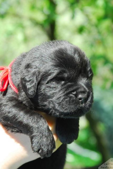 Фото: ньюфаундленд Сент Джонс Сабина Мистикал (Sent Djons Sabina Mistical)