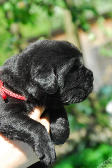 Фото: ньюфаундленд Сент Джонс Сабина Мистикал (Sent Djons Sabina Mistical)