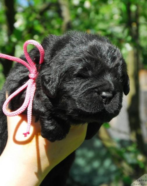 Фото: ньюфаундленд Сент Джонс София для Кара Дениз (Sent Djons Sofia Dlia Kara Deniz)