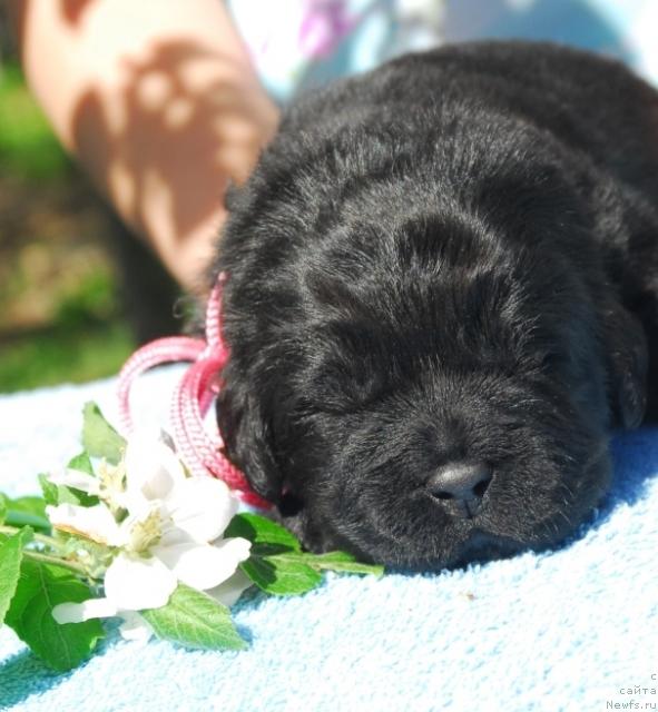 Фото: ньюфаундленд Сент Джонс София для Кара Дениз (Sent Djons Sofia Dlia Kara Deniz)