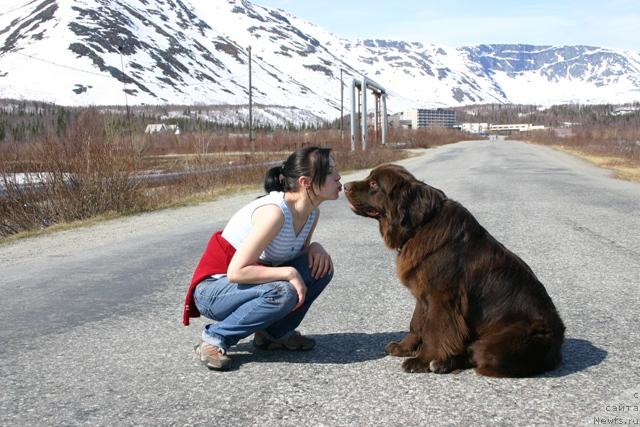 Фото: ньюфаундленд Золушка Хрустальная Туфелька, Евгения Иванова
