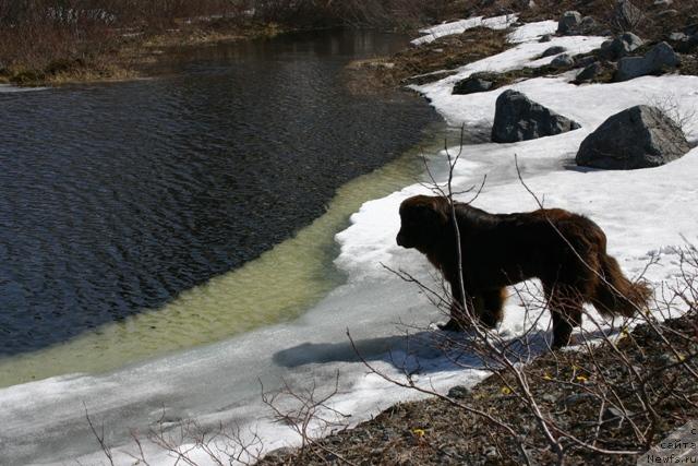 Фото: ньюфаундленд Золушка Хрустальная Туфелька