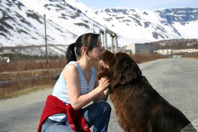 Фото: ньюфаундленд Золушка Хрустальная Туфелька, Евгения Иванова