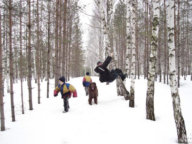 Фото: ньюфаундленд Лесная Сказка Изольда, Игорь Момот