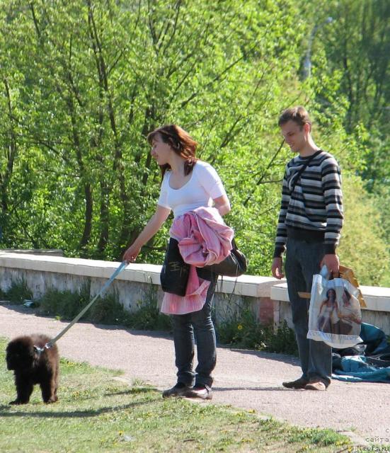 Фото: ньюфаундленд Лунная Красавица, Мария Короткина, Сергей