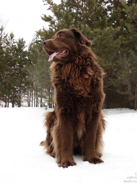 Фото: ньюфаундленд Лесная Сказка Изольда