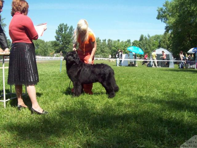 Фото: ньюфаундленд Прекрасная Незнакомка, Анна Портнякова