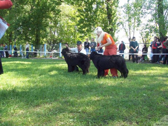 Фото: Анна Портнякова, Виктор, ньюфаундленд Прекрасная Незнакомка, ньюфаундленд Полночная Звезда