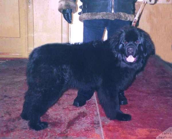 Фото: ньюфаундленд Цианея Жанори