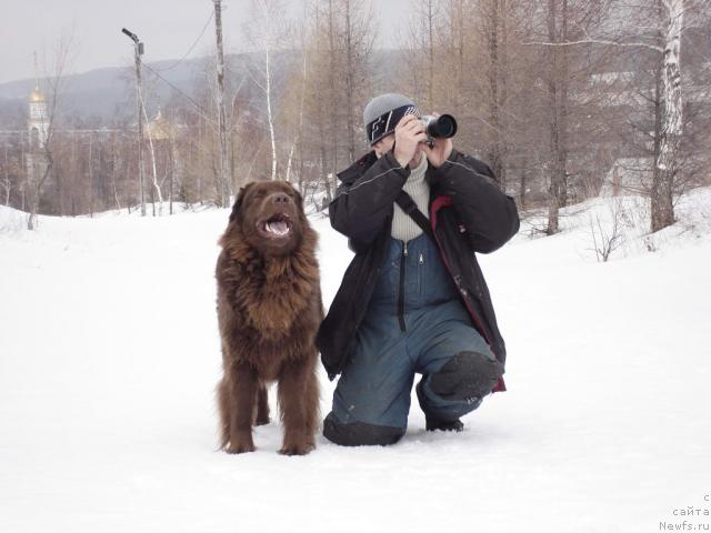 Фото: ньюфаундленд Лесная Сказка Изольда, Игорь Момот