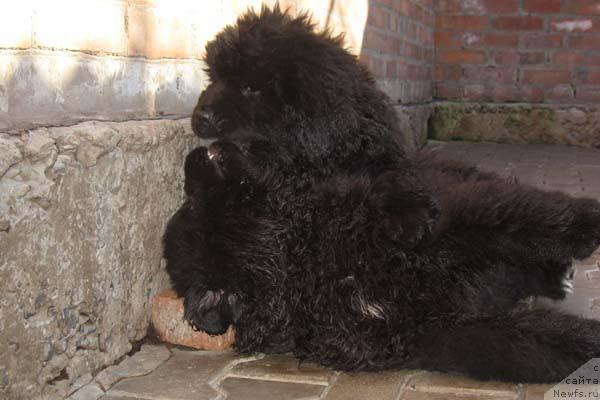 Фото: ньюфаундленд Идеальный Парень с Берега Дона, ньюфаундленд Истинный Кавалер с Берега Дона