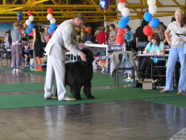 Фото: ньюфаундленд Чанси из Медвежьего Яра (Chansi  iz  Medvejyego Yara)