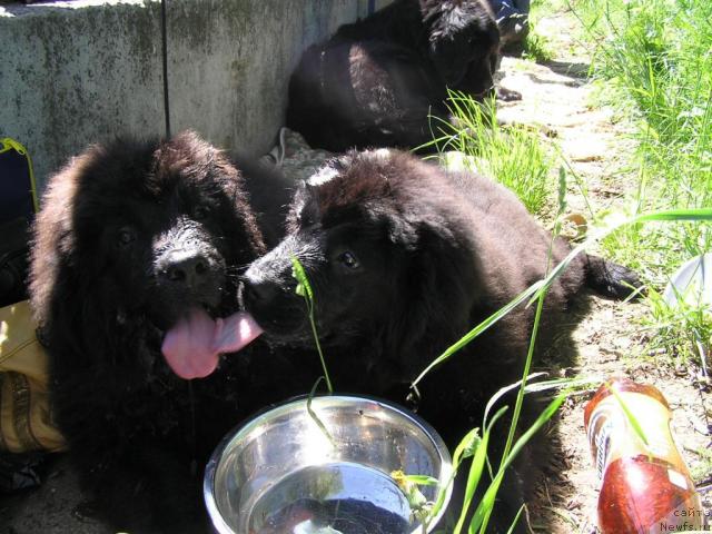 Фото: ньюфаундленд Лихой Казак, ньюфаундленд Любимая Медведица Моя