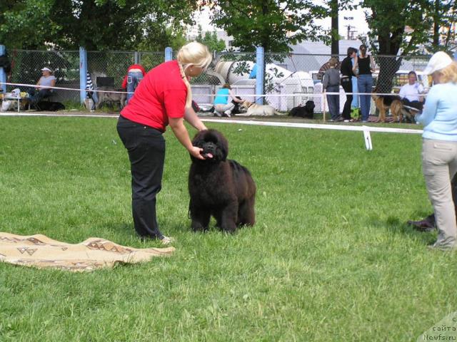 Фото: ньюфаундленд Endless Love Midnight Bear, Анастасия Заливако