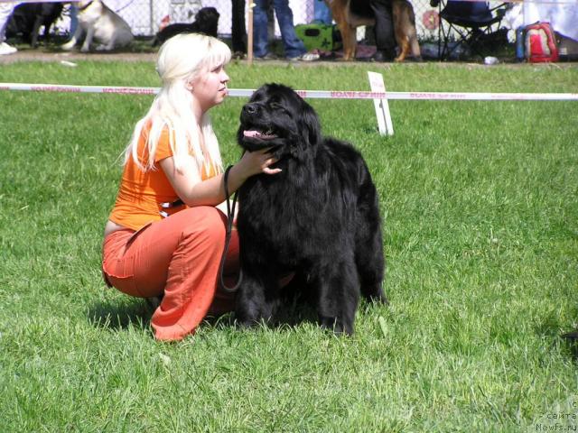 Фото: ньюфаундленд Полночная Звезда, Анна Портнякова