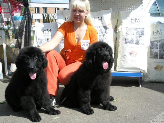 Фото: Анна Портнякова, ньюфаундленд Любимая Медведица Моя, ньюфаундленд Лихой Казак