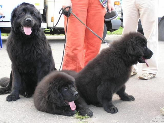 Фото: ньюфаундленд Полночная Звезда, ньюфаундленд Любимая Медведица Моя, ньюфаундленд Лихой Казак