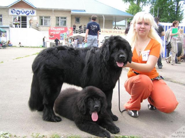 Фото: ньюфаундленд Полночная Звезда, Анна Портнякова, ньюфаундленд Лихой Казак