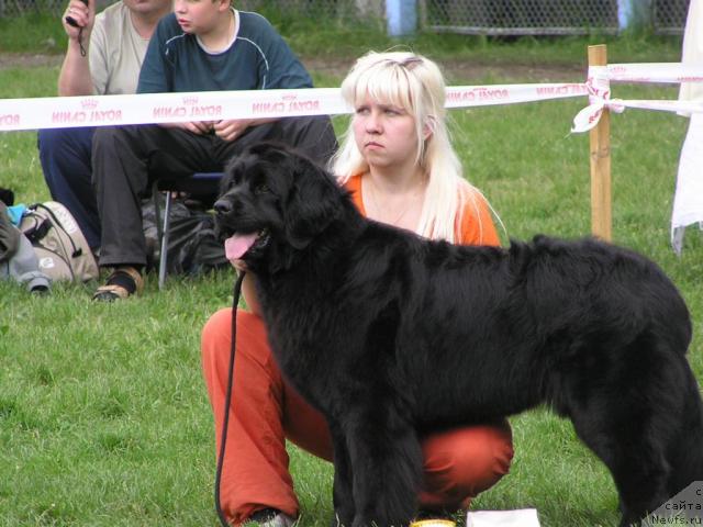 Фото: ньюфаундленд Полночная Звезда, Анна Портнякова