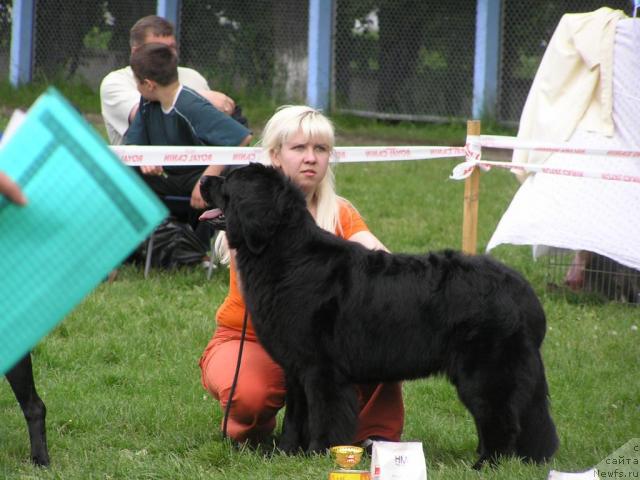 Фото: ньюфаундленд Полночная Звезда, Анна Портнякова