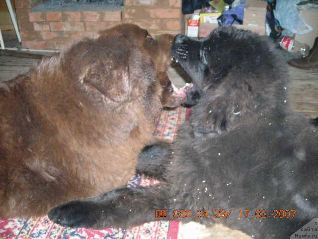 Фото: ньюфаундленд Старди, ньюфаундленд Сент Джонс Круиз (Sent Djons Kruiz)