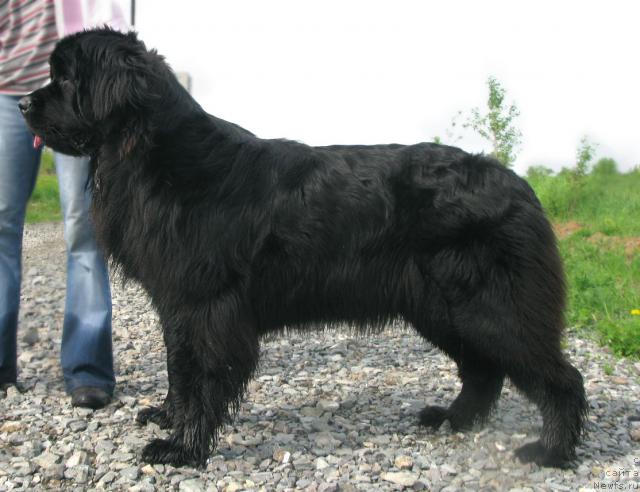 Фото: ньюфаундленд King of Helluland Dizzy Beauty