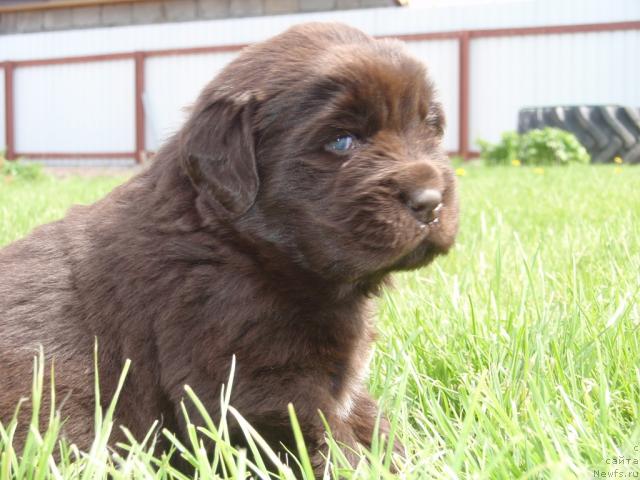 Фото: ребенок, [d4533]и, ньюфаундленд Рафаэлла Бриллианс Черная Жемчужина