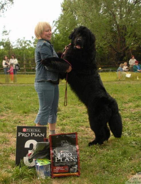 Фото: Елена Горбунова, ньюфаундленд King of Helluland Good Friend