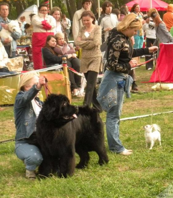 Фото: ньюфаундленд King of Helluland Good Friend