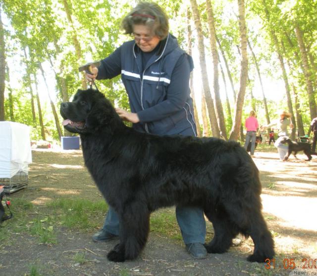 Фото: ньюфаундленд Фелиция, Надежда Ермилова