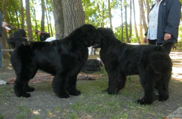 Фото: ньюфаундленд King of Helluland Good Friend, ньюфаундленд Фелиция