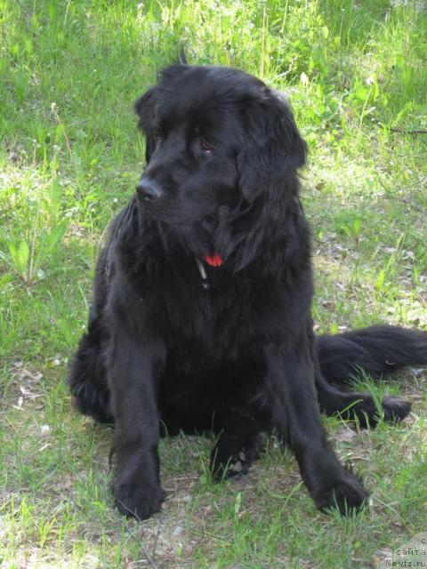 Фото: ньюфаундленд Прима Донна