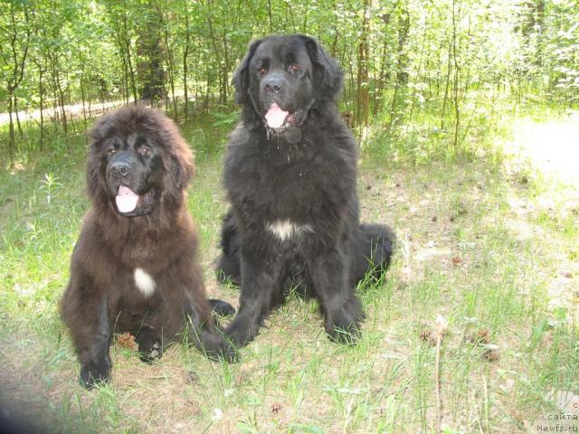 Фото: ньюфаундленд Смигар Ненси Непревзойденная, ньюфаундленд Хамэни из Медвежьего яра