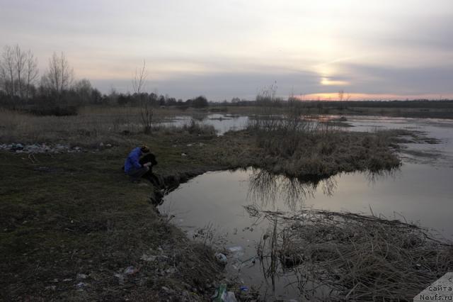 Фото: ньюфаундленд Граф Монте Кристо, Дарья Сувернева