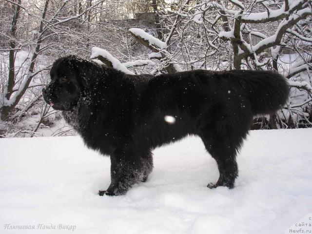 Фото: ньюфаундленд Плюшевая Панда Викар (Plushevaya Panda Vikar)