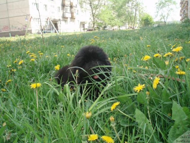 Фото: ньюфаундленд Формула Любви от Сибирского Медведя